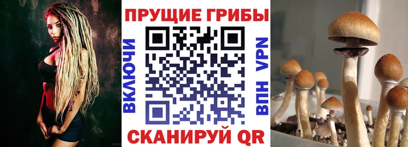 Галлюциногенные грибы Psilocybe  Кимовск 